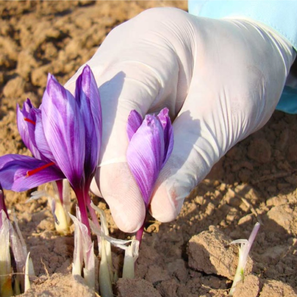 Zafferano in spicchi 'Grado A'