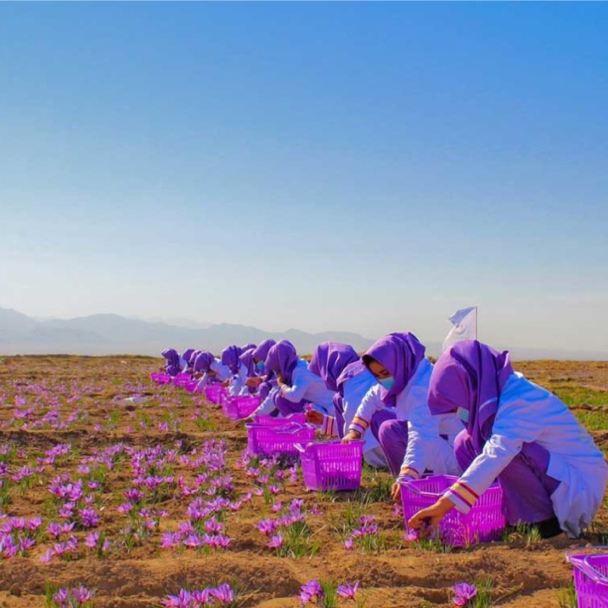 Zafferano macinato 'Grado A'